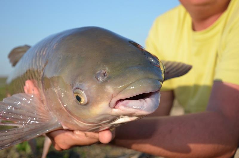 Desfasurare CN APCR Arrow Sarulesti 27 aprilie - 2 mai 2013 - dsc9154.JPG